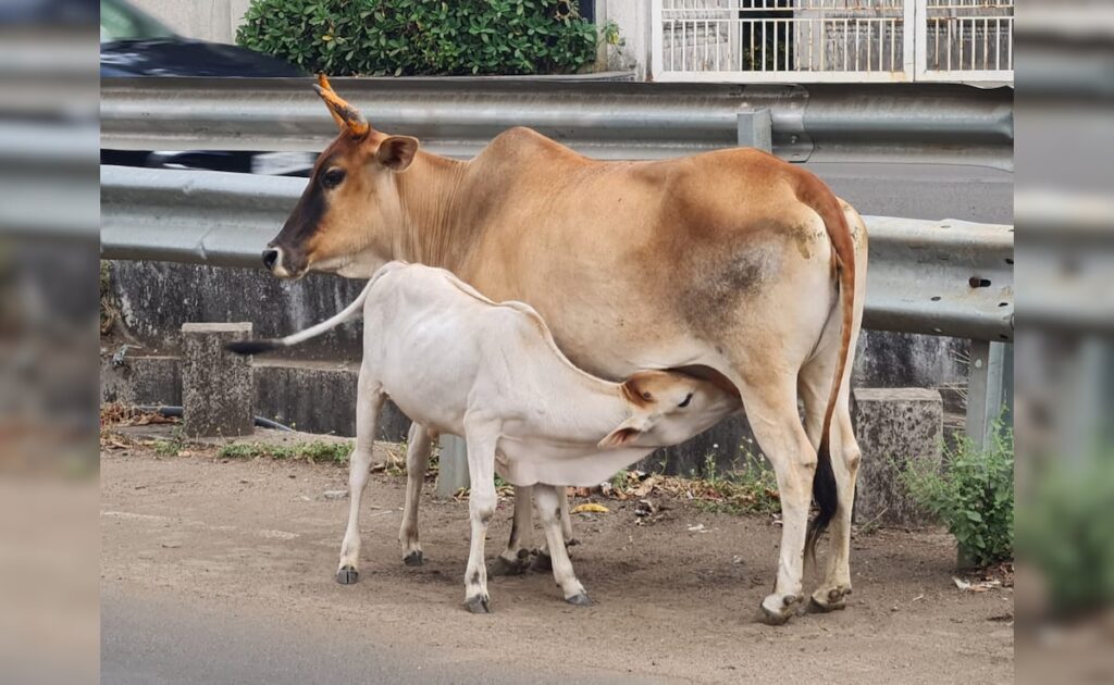 मध्य प्रदेश में गायों के लिए डबल भत्ता, लेकिन यह क्यों काम नहीं करेगा